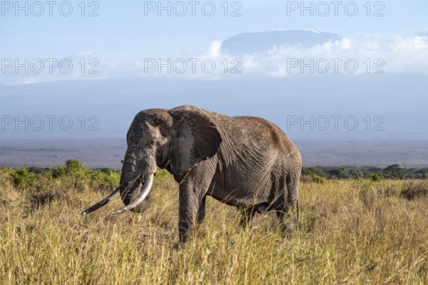 African elephant (Loxodonta africana) in picturesque landscape with the summit of Mount