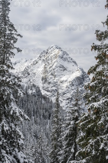 View of snowy forest and Waxenstein summit, in winter, Wetterstein Mountains,