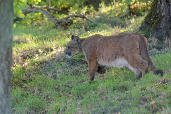 A male cougar (Puma concolor) runs through tall grass in a forest. W USA, S Canada, Central and