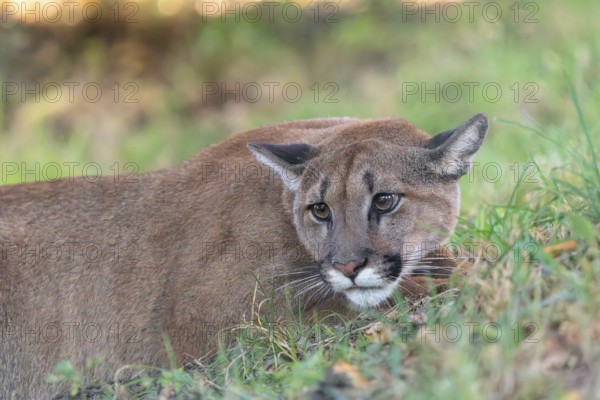 A male cougar (Puma concolor) crouches in tall grass in a forest. Western USA, southern Canada,