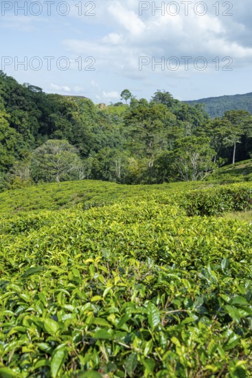 Tea plantation on hills between tropical rainforest, Amani Nature Forest Reserve, Eastern Usambara