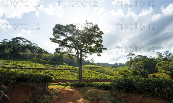 Tea plantation on hills between tropical rainforest, Amani Nature Forest Reserve, Eastern Usambara