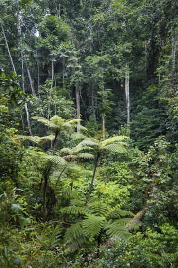 Tree ferns among dense vegetation in tropical rainforest, Amani Nature Forest Reserve, Tanga,