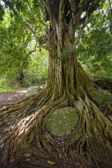 The roots of a fig tree surround a rock, tropical rainforest, Amani Nature Forest Reserve, Tanga,