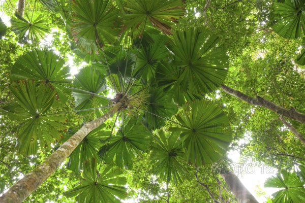 Misty tropical forest with ficus and endemic species on the way to Mount Sorrow in Daintree