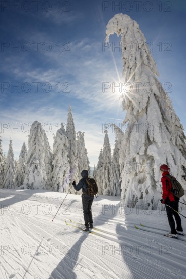 Snow-covered firs and cross-country skiers, StÃ¼benwasen, Feldberg, Todtnauberg, Black Forest,