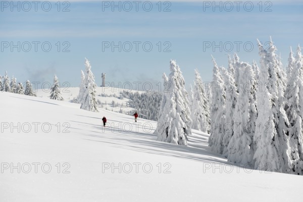 Snow-covered fir trees and snowshoe hikers, StÃ¼benwasen, Feldberg, Todtnauberg, Black Forest,