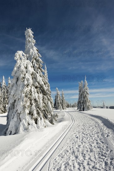 Snow-covered fir trees and cross-country skiing trail and winter hiking trail, StÃ¼benwasen,