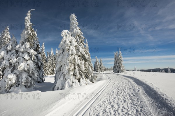 Snow-covered fir trees and cross-country skiing trail and winter hiking trail, StÃ¼benwasen,