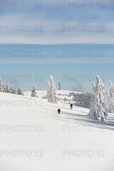 Snow-covered fir trees and snowshoe hikers, StÃ¼benwasen, Feldberg, Todtnauberg, Black Forest,