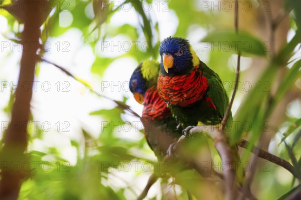 Parrot, colorful, all-color lory, Trichoglossus haematodus