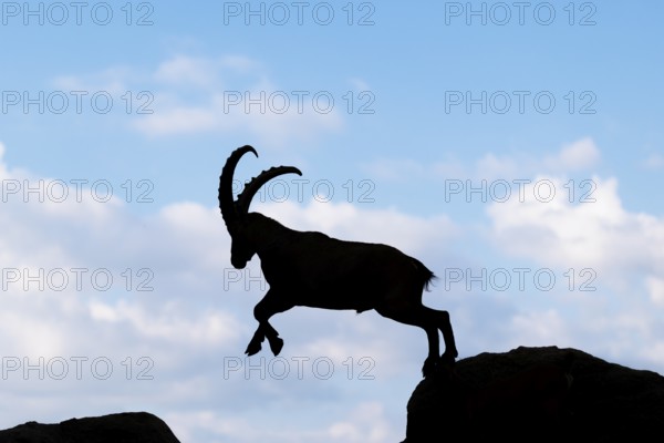 A male ibex (Capra ibex) jumps from rock to rock. Silhouette against a blue sky with clouds.