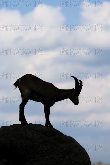 A male ibex (Capra ibex) stands on a rock. Silhouette against a blue sky with clouds. Carinthia,