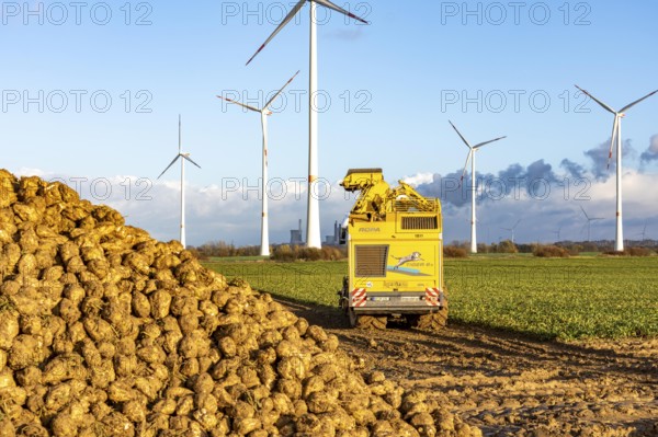 Sugar beet harvest, with an automatic, digitized, Ropa Tiger S6 sugar beet harvester, near