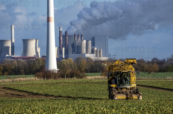 Sugar beet harvest, with an automatic, digitized, Ropa Tiger S6 sugar beet harvester, near