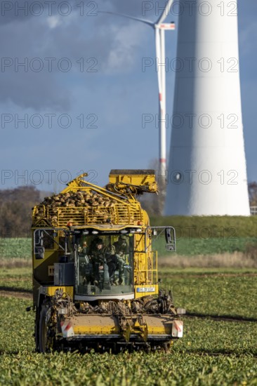 Sugar beet harvest, with an automatic, digitized, Ropa Tiger S6 sugar beet harvester, near
