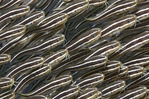 Swarm of striped coral catfish (Plotosus) lineatus), close-up, graphic, on the wreck of the SS