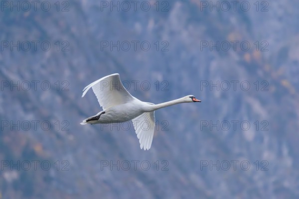 A mute swan (Cygnus olor) flies over a lake. In the background, a mountain forest can be seen in