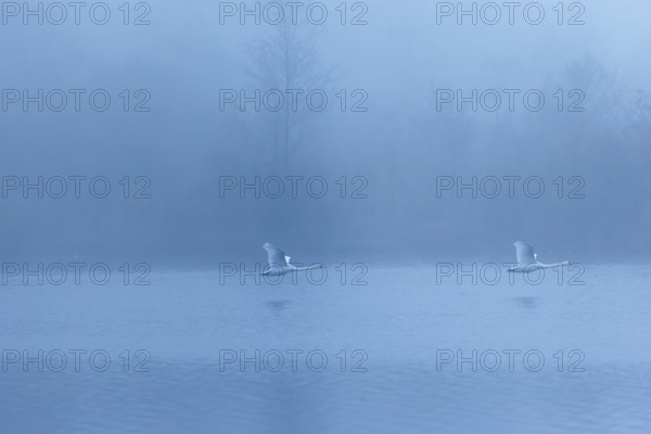 Two mute swans (Cygnus olor) fly over a lake on a cold and foggy morning. In the background, a