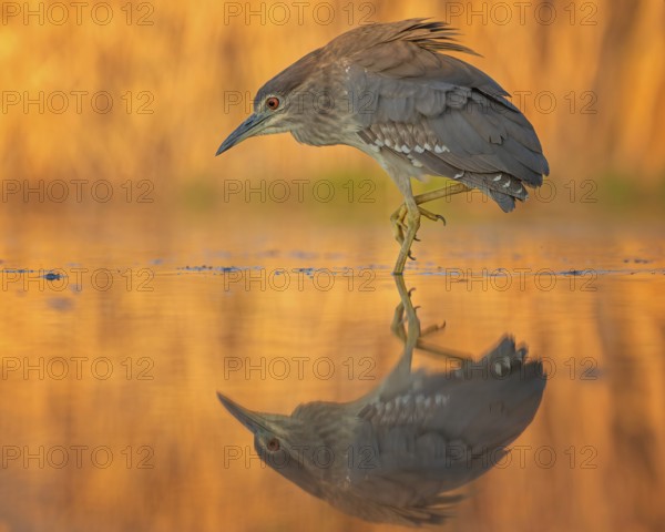 Night heron (Nycticorax nycticorax) young bird hunting in reeds, fishing, sunrise, shallow water