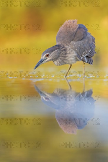 Night heron (Nycticorax nycticorax) young bird hunting in reeds, fishing, sunrise, shallow water