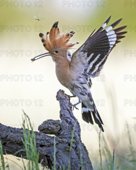 Hoopoe (Upupa epops) bird of the year 2022, male with food for the female or young birds, bridal
