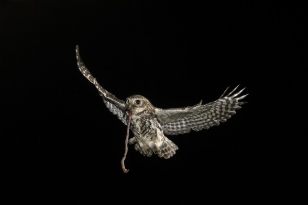 Little owl (Athene noctua), approaching the brood cave with earthworm, North Rhine-Westphalia,