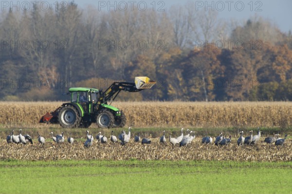Cranes (grus grus) while resting on the train heading south looking for food in a harvested corn