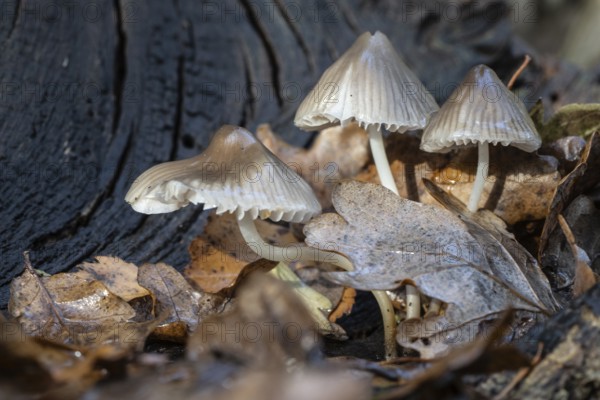 Helmlinge (Mycena), Emsland, Lower Saxony, Germany