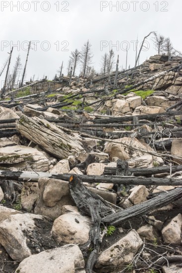 Burnt forest, lying and standing charred trees and tree stumps, gloomy, barren, new greenery,