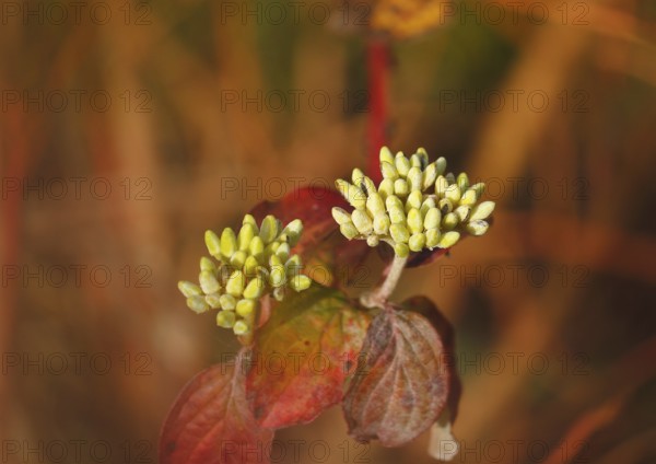 Blood-red dogwood (Cornus sanguinea), branch with buds, alienation, North Rhine-Westphalia, Germany