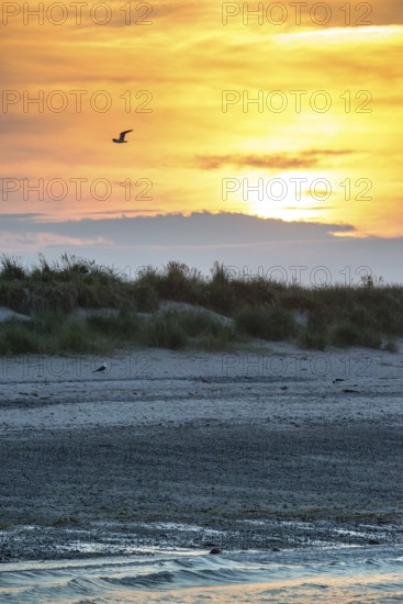 Sunset with flying and sitting herring gull (Larus fuscus), bright orange sky, calm, soft light,