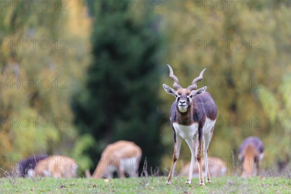 A male blackbuck (Antilope cervicapra) stands on a green meadow on a cloudy day. Some females can