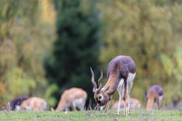 A male blackbuck (Antilope cervicapra) grazes on a green meadow on a cloudy day. Some females can