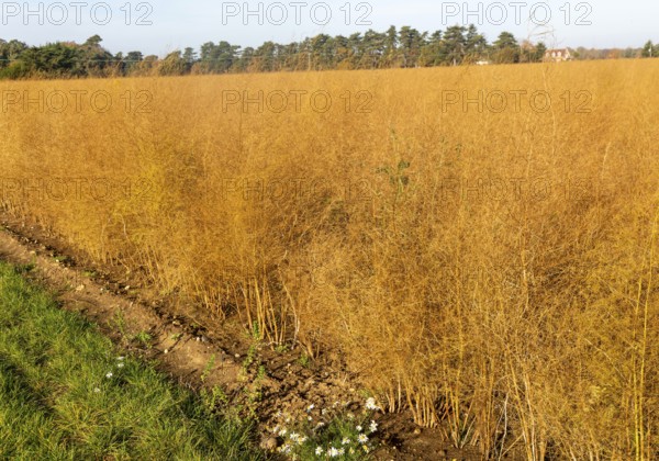 Brown dried ferns of asparagus plants, Asparagus officinalis, growing in field, Hollesley, Suffolk,