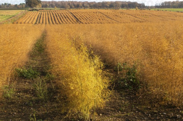 Brown dried ferns of asparagus plants, Asparagus officinalis, growing in rows in field, Wantisden,