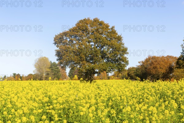 Yellow blossom of oil seed rape plant, Brassica napus, growing next took tree in autumn, Wantisden,