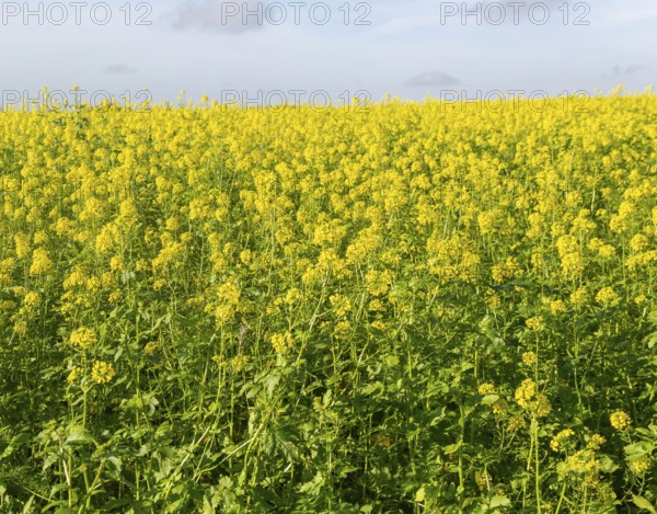 Yellow blossom of oil seed rape plant, Brassica napus, growing on hillside in field, Wantisden,