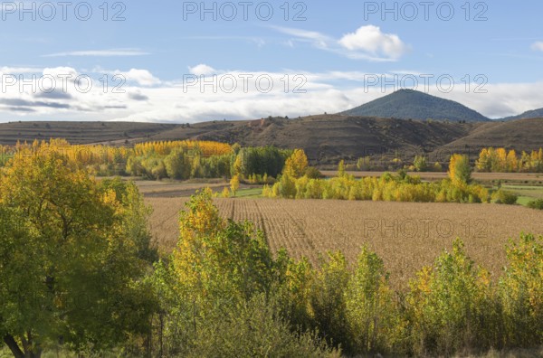 Autumn leaves on trees in Rio Guadalaviar river valley, Gea de AlbarracÃ­n, Sierra de AlbarracÃ­n,