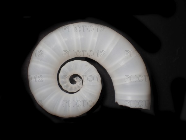 Posthorn squid (Spirula spirula), Spirulidae family, sinuous housing that is inside the body and is