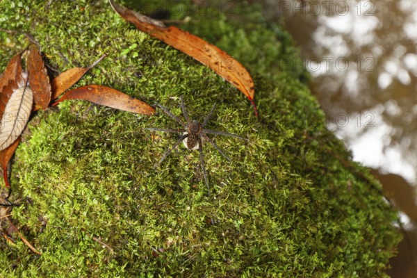 Female spider, giant crab spider, with large white cocoon in the Blue Mountains, New South Wales,