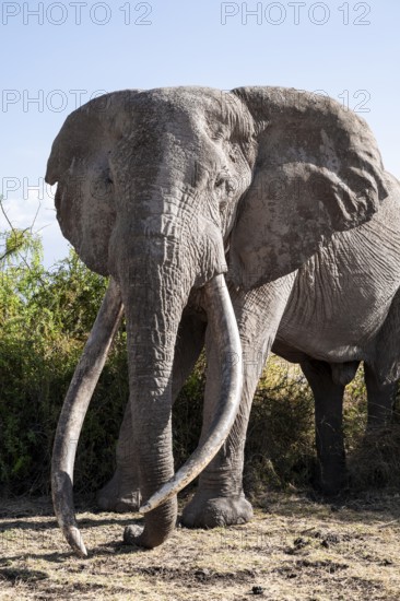 Animal portrait, African elephant (Loxodonta africana), the famous Super Tusker elephant Craig, old