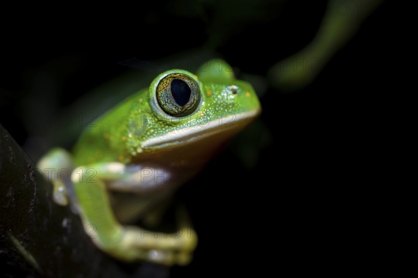 Forest climbing frog (Leptopelis barbouri) in the jungle, night view, Amani Forest Reserve,