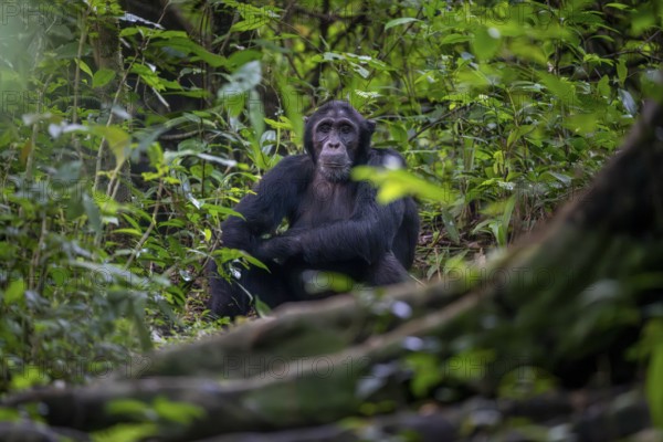 Chimpanzee (Pan Troglodytes), adult male on the ground in the jungle, Murchison Falls National