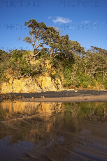 New Zealand Christmas tree (Metrosideros) in Otara Bay. Morning, golden hour.Otara Bay, Coromandel