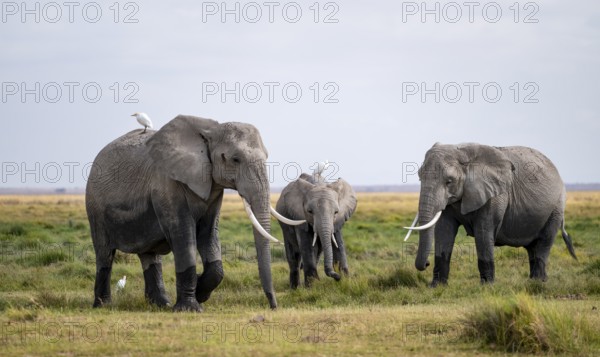African elephant (Loxodonta africana) with heron on its back, Amboseli National Park, Rift Valley