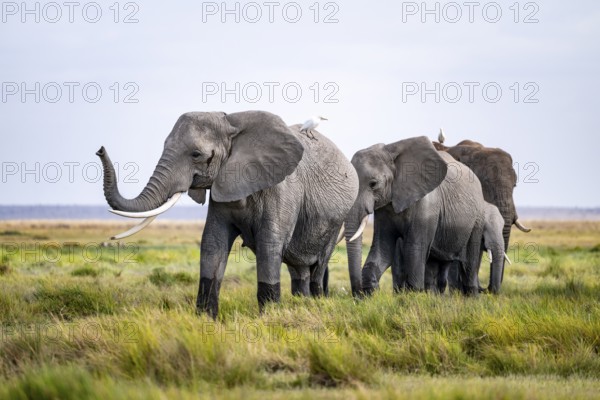 African elephant (Loxodonta africana) kills, heron on the back, Amboseli National Park, Rift Valley