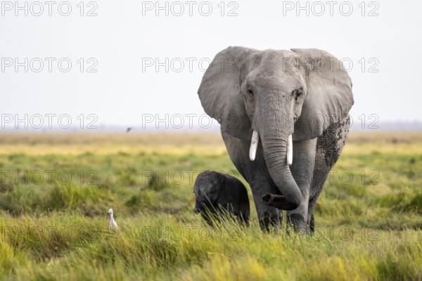 African elephant (Loxodonta africana), mother and young in Amboseli National Park, Rift Valley