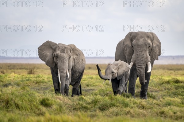 African elephant (Loxodonta africana), family with young animals in Amboseli National Park, Rift