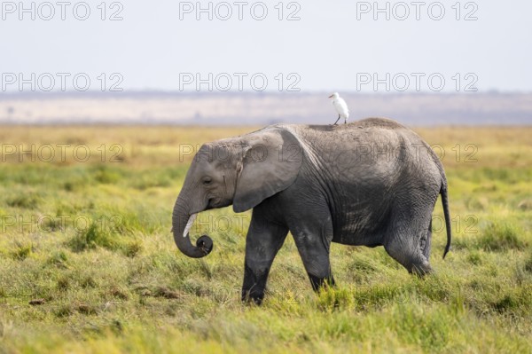 Young animal with bird on its back, African elephant (Loxodonta africana), Amboseli National Park,